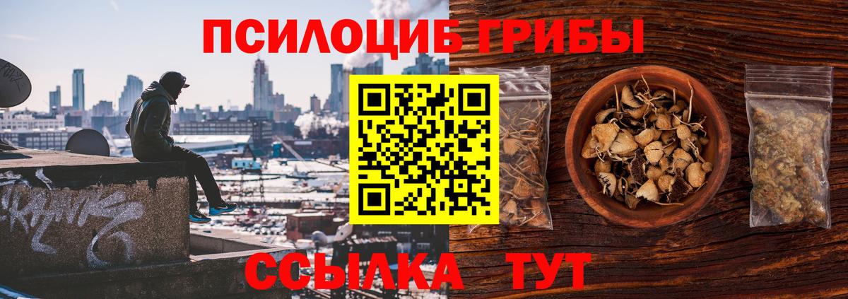 Галлюциногенные грибы Psilocybe Избербаш